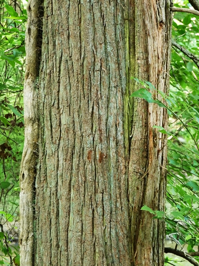 {Taxodium ascendens}